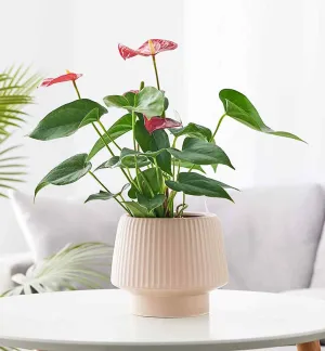 Blush Pink Textured Ceramic Planter