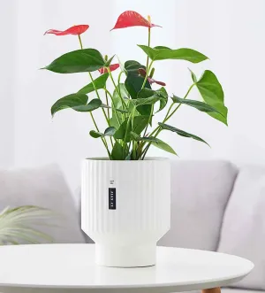 Chic White Ribbed Ceramic Planter – Ideal for Home or Office Decor