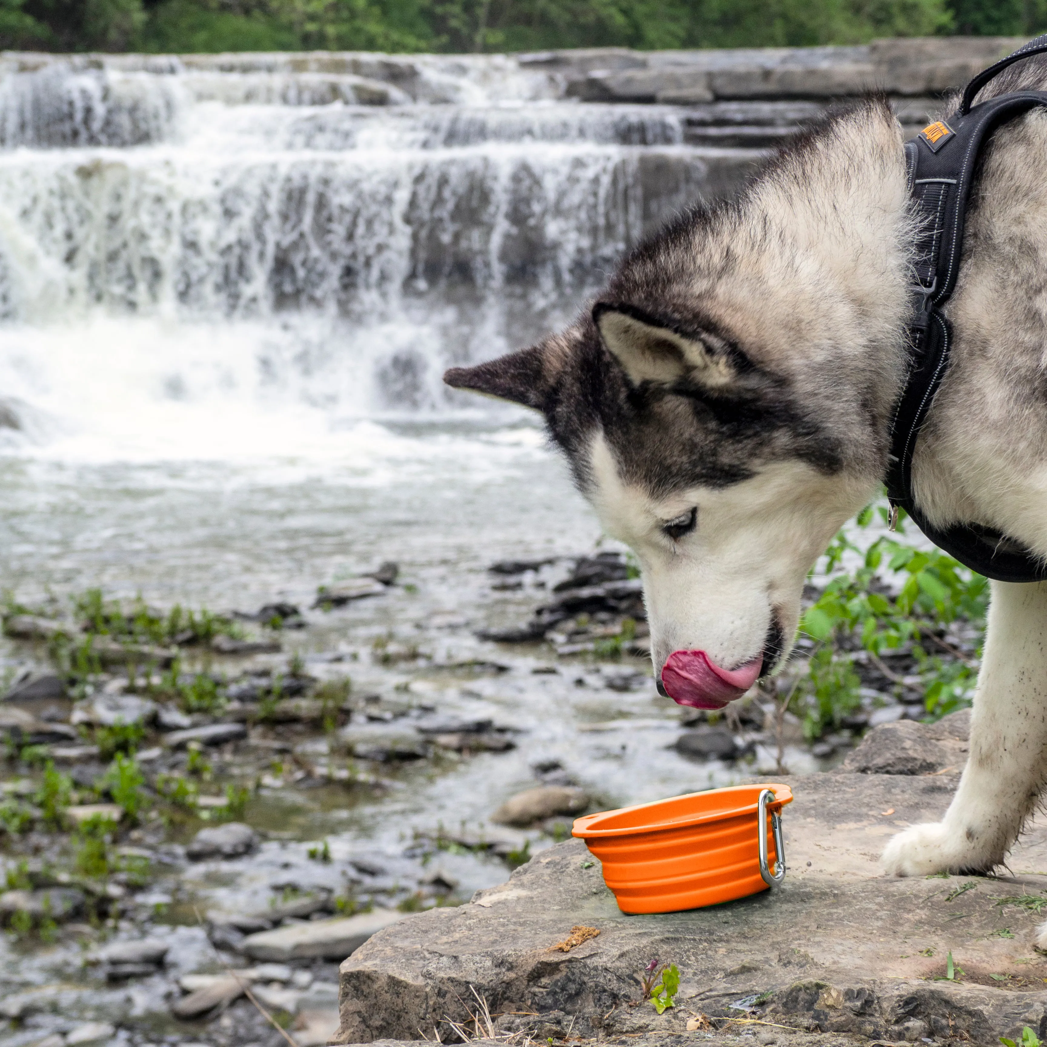 Collapsible Travel Dog Bowl Set (2-Pack) with Clip-On Carabiners