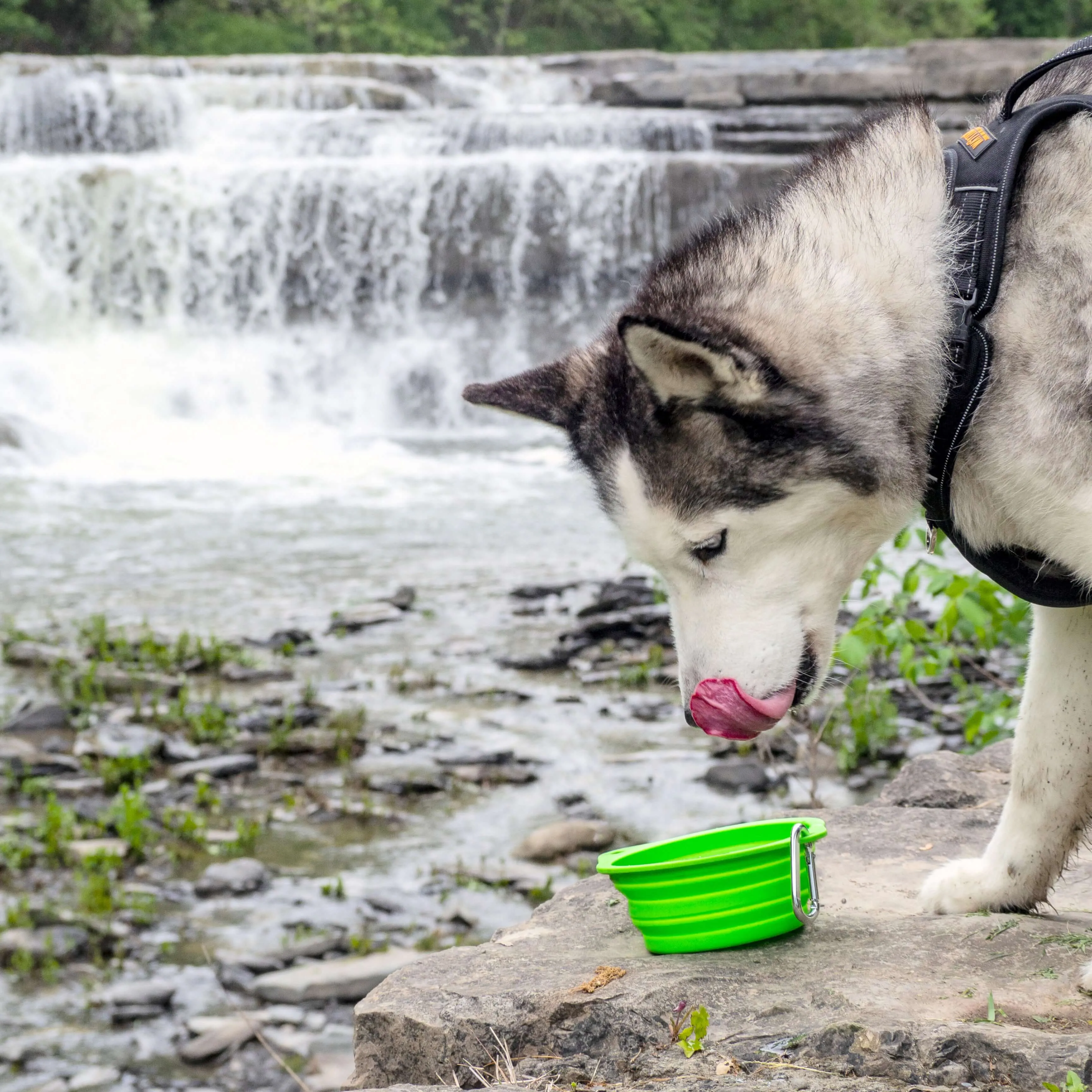 Collapsible Travel Dog Bowl Set (2-Pack) with Clip-On Carabiners