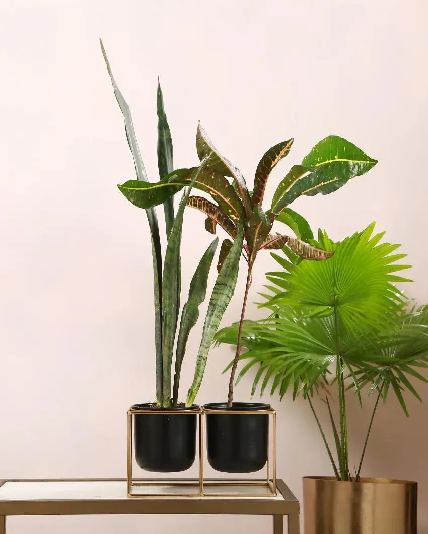 Two Pots Desk Planter with Stand Set